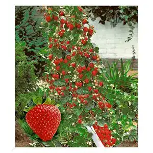 Kletterpflanze baldur garten kletter erdbeere hummi 3 pfl