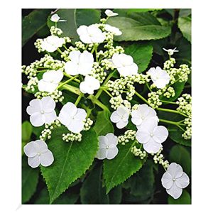 Kletterpflanze BALDUR Garten Kletter-Hortensien ‘Semiola®’