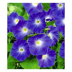 Planta trepadeira BALDUR Garten Morning Glory 'Blue Hardy', 1 planta