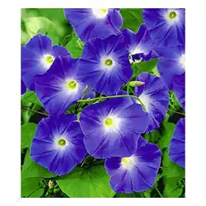 Kletterpflanze baldur garten trichterwinde blue hardy 1 pfl