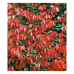 Kletterpflanze baldur garten wilder wein quinquefolia 1 pfl