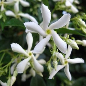 Planta trepadeira ClematisOnline Star Jasmine, Pervinca, Branco