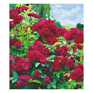 Kletterrose baldur garten rambler rosen chevy chase 1 pfl