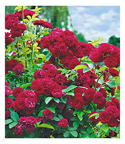Kletterrose BALDUR Garten Rambler-Rosen ‘Chevy Chase’, 1 Pfl.