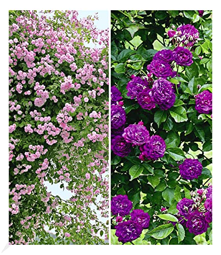 Kletterrose BALDUR Garten Rambler-Rosen-Kollektion blau u. rosa