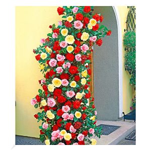 Hegymászó rózsa BALDUR Garten piros, rózsaszín és sárga, 3 növény