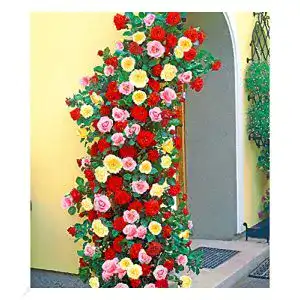 Kletterrose baldur garten rot rosa und gelb 3 pflanzen