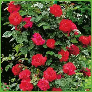 Kletterrose garten schlueter santana kletter rose winterhart