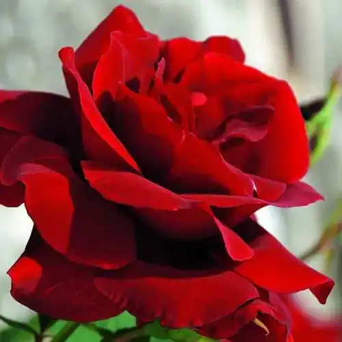 Kletterrose Rosa ‚Santana‘ von Kordes mit leuchtend roten Blüten