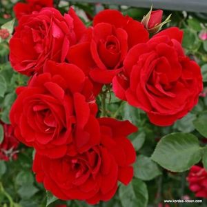 Rosa trepadora Genérico 'Sympathie' Kordes klimroos, Plant-o-fix
