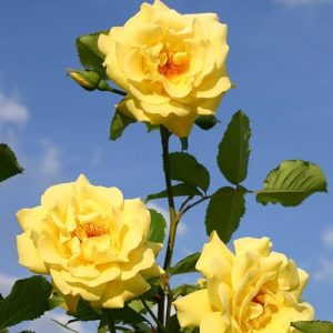 ¡La mejor rosa trepadora de Kölle! “Golden Gate” (Premium) amarillo dorado