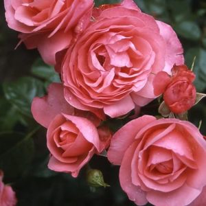 Climbing rose Kölle's best! “Rosanna” (Premium) salmon pink