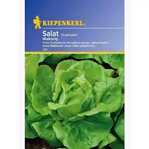 Kopfsalat-Samen - kopfsalat samen kiepenkerl salat kopfsalat maikoenig