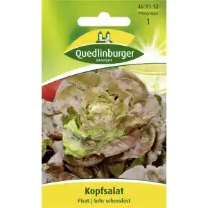 Kopfsalat samen quedlinburger saatgut quedlinburger