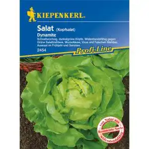 Kopfsalat samen sperli 2454 gemuesesamen kopfsalat dynamite
