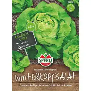 Kopfsalat samen sperli winter butterkopfsalat frostbestaendig