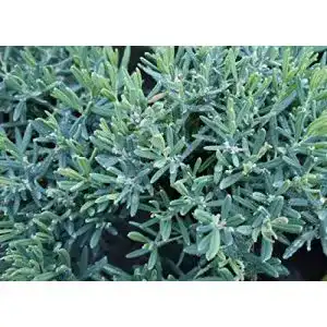 Lavendelheide Andromeda polifolia – Pflanzen für den Garten
