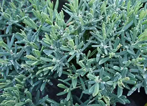 Lavendelheide Andromeda polifolia – Pflanzen für den Garten