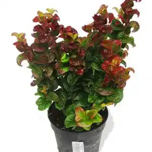Lavendelheide harros pflanzenwelt leucothoe axillaris curly