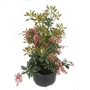 Lavendelheide harros pflanzenwelt pieris japonica polar passion