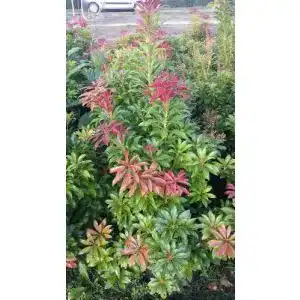 Lavendelheide plantapro schattengloeckchen pieris japonica