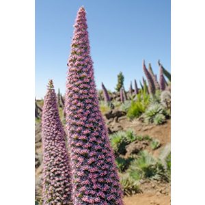 A Naternkopf Seeds Növeli titkos kertjét „Ékszertorony”