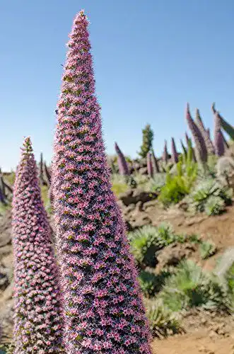 Natternkopf-Samen Juwelenturm – Echium-Pflanze für den Garten