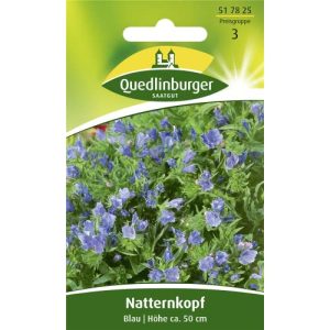 Natternkopf frön Quedlinburger Natternkopf, blå