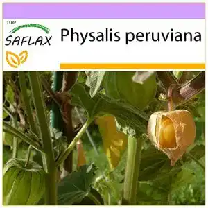 Physalis samen saflax kapstachelbeere andenbeere 100 samen
