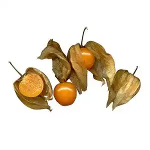 Physalis samen samenchilishop immer nur einmal versand