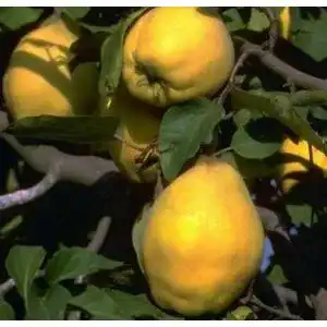 Quitten baum artlaender pflanzenhof portugiesische birnenquitte