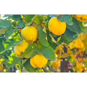 Mbjellja e Pemëve të Ftuit ka shënuar 1 “Ftua me mollë të Konstandinopojës”
