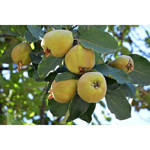 La piantagione di alberi di mele cotogne raggiunge 1 "pera cotogna portoghese"