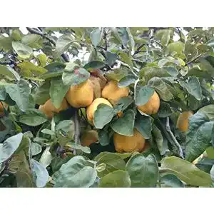 Quitten baum plantapro portugiesische birnenquitte