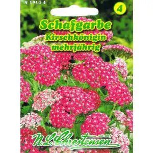 Schafgarbe samen chrestensen schafgarbe kirschkoenigin rot