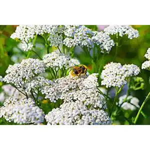 Schafgarbe samen dixis samen schafgarbe achillea millefolium