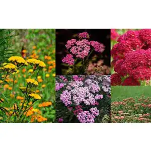 Schafgarbe samen grow your secret garden 200 samen bunte