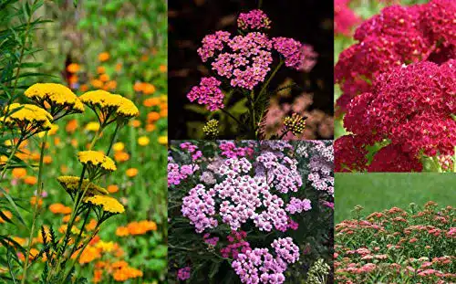 Schafgarbe Samen – Bunte Mischung mit 200 Samen