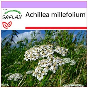 Ryllikfrø Saflax, medisinplanter, Ryllik, 200 frø