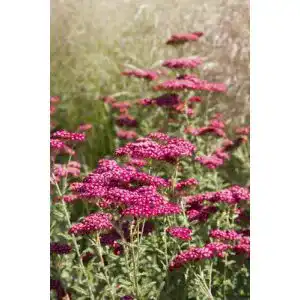 Schafgarbe samen seedeo rote schafgarbe achillea millefolium