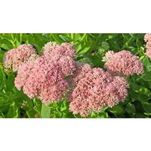 Sedum-Samen
