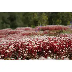 Sedum samen grow your secret garden 50 samen dragons blood