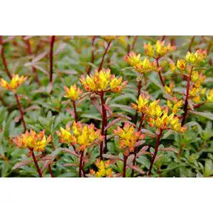 Sedum samen grow your secret garden orange fetthenne