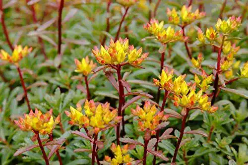 Sedum Samen – Orange Fetthenne für den Garten