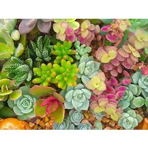 Sedum samen grow your secret garden sedum dachbegruenung