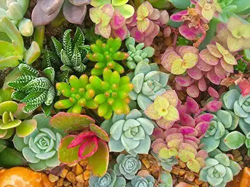 Sedum-Samen für Dachbegrünung und Gartenverschönerung