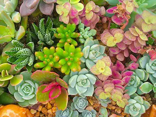 Sedum-Samen für Dachbegrünung und Gartenverschönerung
