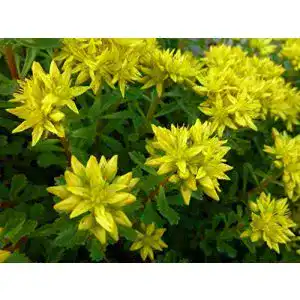 Sedum samen grow your secret garden sedum kamtschaticum