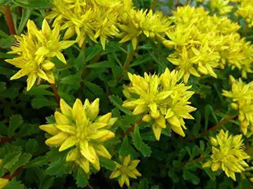 Sedum-Samen Kamtschatka-Fetthenne für sonnige Standorte