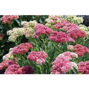 Sedum samen grow your secret garden ussuriense pink beacon